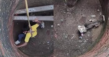 Heartbreaking Sight Turns Into Hope: Dog Trapped in 30-Foot Well Wags His Tail When Help Finally Arrives