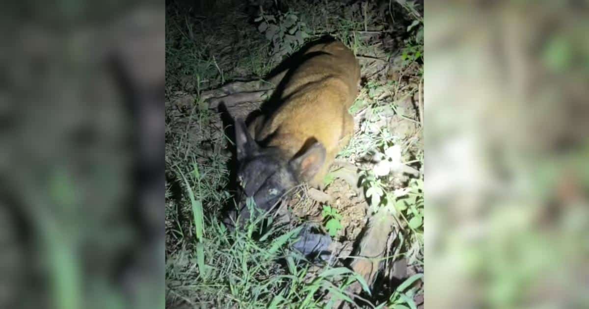 Heartbreaking Loyalty: Abandoned Dog Refuses to Leave Paralyzed Friend’s Side in Texas Ditch