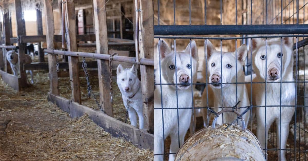 Nearly 60 Huskies and Puppies Rescued from “Horrific” Barn Conditions in Vermont