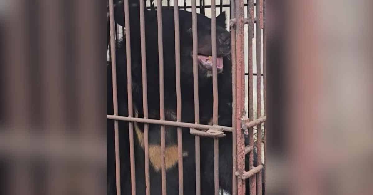 After 27 Years in a Cramped Cage, This Rescued Moon Bear Finally Sees the Sky