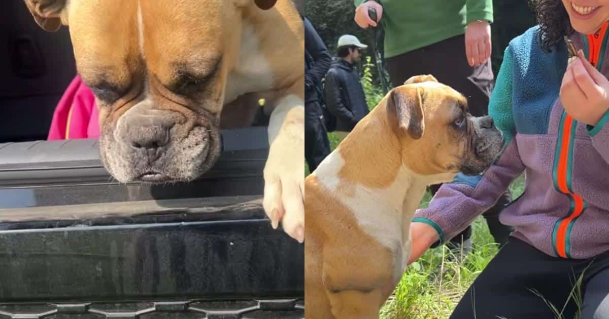 Exhausted Boxer Trails Hikers Down a Mountain in a Desperate Search for Love and Healing