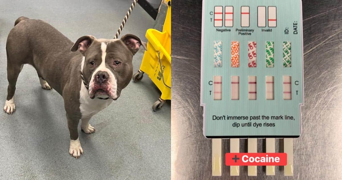 Heartbreaking Discovery: Wandering Pit Bull Rescued After Testing Positive for Cocaine