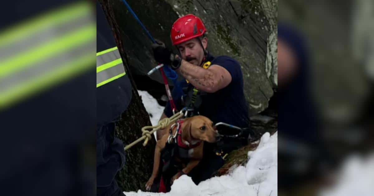 Heart-Stopping Rescue: Brave Firefighters Save Young Dog Stranded On Slick Ledge Above Roaring Waterfall