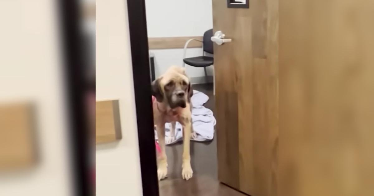 From Too Weak to Stand to Running Free: Mildred’s Miraculous Journey and Her Heartfelt Bond With Lee Asher