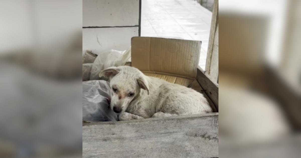 From Trash Pile to “Soul Dog”: The Heartwarming Rescue of Stanley in Bali