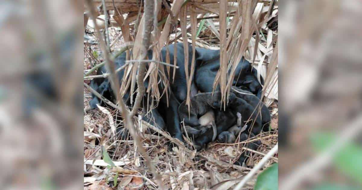 Couple Fears Bear Lurking in Florida Forest, Finds Starving Mama Dog and 11 Newborns Instead