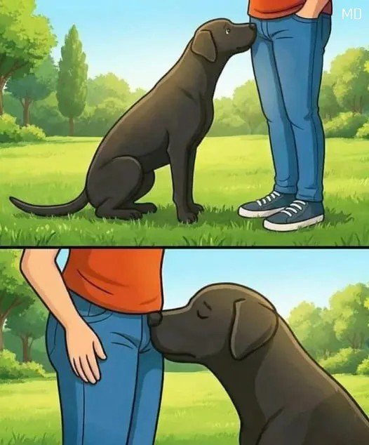 The Shocking Truth Behind Why Your Dog Sniffs People (And What It Actually Means)